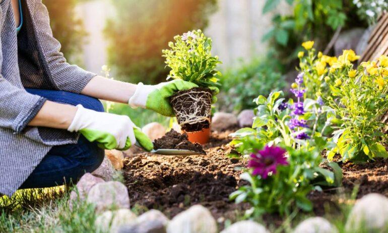 An unseen person wearing gardening gloves kneels outside and holds a hand shovel in one hand and a small plant in the other.