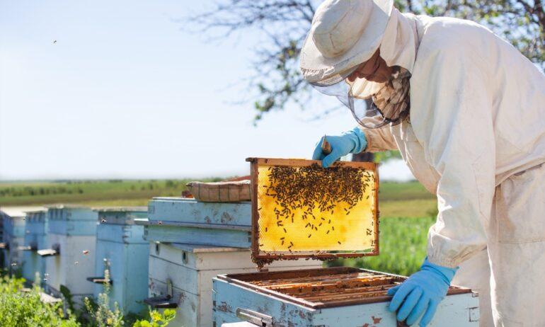 Beekeeper in protective suit inspects hive frames at an apiary, working calmly among active beehives outdoors.